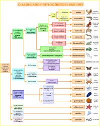 Espèce de primates : la classification des espèces