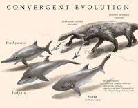 Espèce de primates : la convergence évolutive (rediffusion)