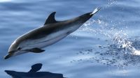 Trans Bretagne ExPresse : Les dauphins de Venise